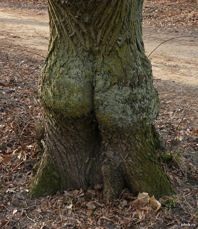 treebum 