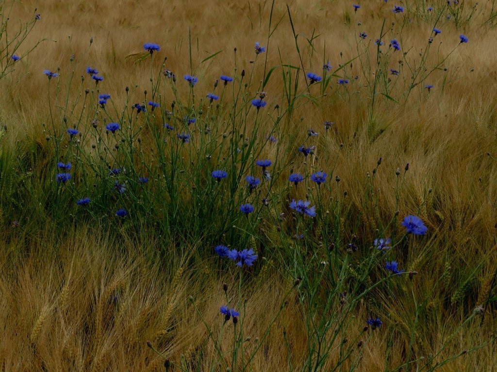 Kornblumen im Feld 