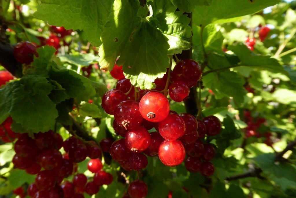 redcurrants 1 