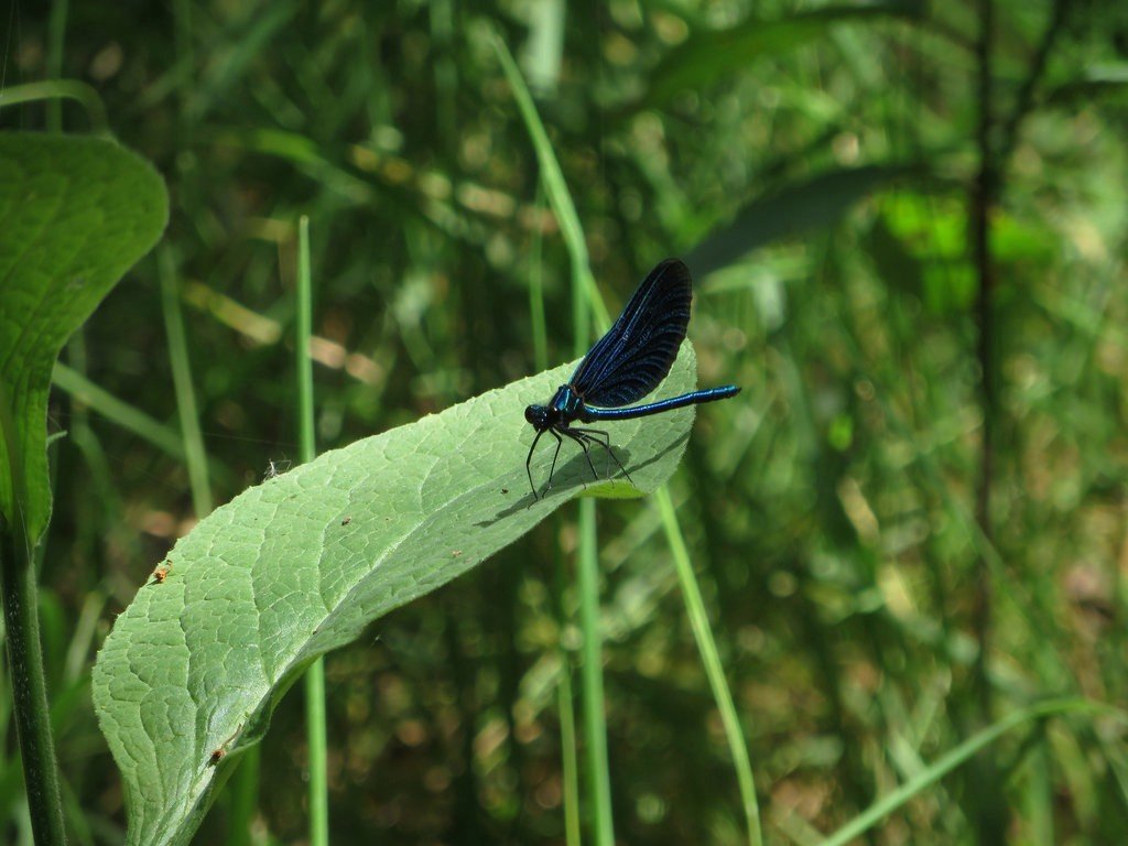 this is: “Calopteryx virgo” … 