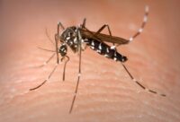 Tiger-Mosquito 