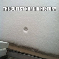 cutest-nope 