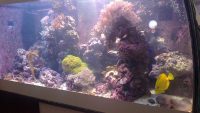 Reef tank 2008-2012 