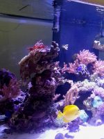 Reef Tank 2012-2014 