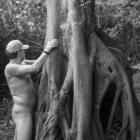 Big tree in Africa 