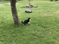 Our cat watching the lawn moving robot. 