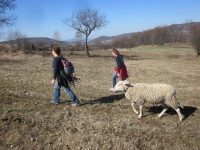 Wandelen met schaap 