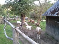 kinderboerderij 