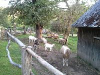 knuffelen met dieren 