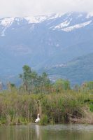 A naked swan in the peat bog near Iseo 