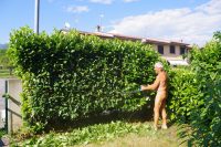Clipping the laurel hedge 