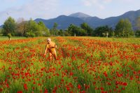 Field of poppies 