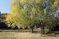 Golden leaves 