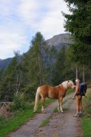 Haflinger horse 