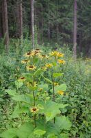 Inula helenium1 