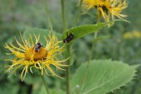 Inula helenium2 