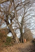 Majestic trees to be felled 2000 