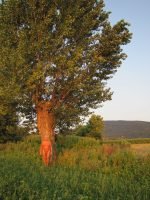 Merging into a black poplar 