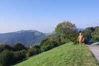 Sunny morning along the ridge 