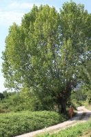 The big poplar 