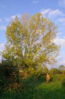 The old poplar, an old acquaintance 