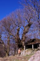 The oldest chestnut tree 