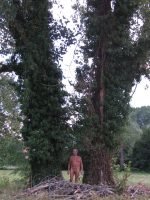 Tween trees 