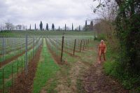 Vineyard after long-awaited rain 