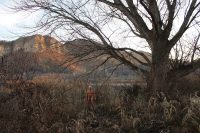 Winter evening by the pond 2019 