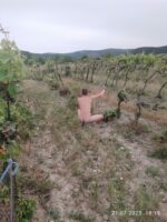 Me in vineyard 