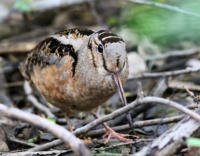 American Woodcock_7278 