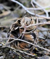 American Woodcock_7337 2 