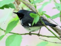 Black-throated Blue Warbler_7205 