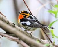 Blackburnian Warbler_7130 