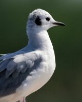 Bonaparte’s Gull_8792 