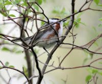 Chestnut-sided Warbler_7221 