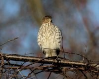 Cooper’s Hawk, juvenile_9617 