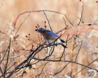 Eastern Bluebird, eating berries_9641 