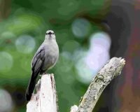 Gray Catbird, crazy eye_8116 2 