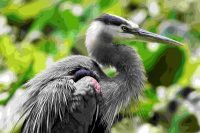 Great Blue Heron_8337 2 