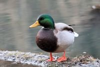 Mallard_9730 