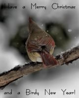 Northern Cardinal, Christmas butt_1019 (2) 