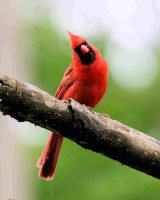 Northern Cardinal, crazy eye_8178 2 