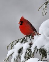 Northern Cardinal_0567 