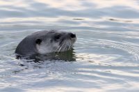 Northern River Otter_5490 