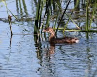 Pied-billed Grebe, juvenile_8907 