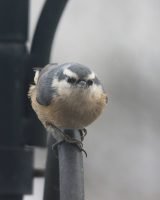 Red-breasted Nuthatch_9737 