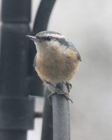 Red-breasted Nuthatch_9742 