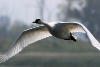 Trumpeter Swan_8772 