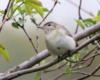 Warbling Vireo_6992 